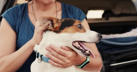 Crop hands petting dog 库存影片 121056739