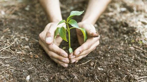 Crop hands saving sprout. High quality photo Stock Photos
