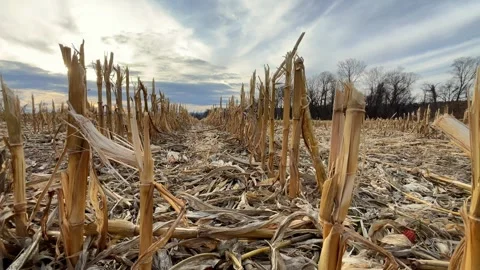 Crop of harvested dried up corn in field Stock Footage 260827581