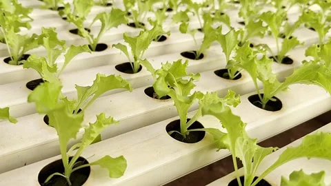 Crop Irrigation System, Hydroponic Technologies, Greenhouse Facilities Vidéo 339205012