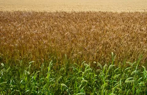 Crop Layers Stock Photos