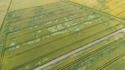 Crop loss - devastated wheat fields - aerial view Stock Footage 77803257