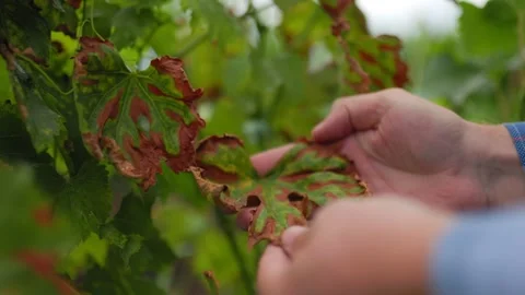 Crop man checking dry leaves of vine in Stock Footage 249696745
