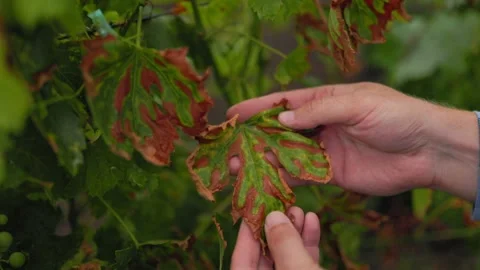 Crop man checking dry leaves of vine in Stock Footage 251895711