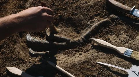 Crop man digging out dinosaur limb Stock Photos