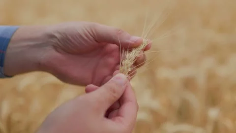 Crop man picking dry wheat spikelets in Stock Footage 249696815