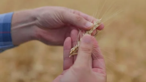 Crop man picking dry wheat spikelets in Stock Footage 249697126