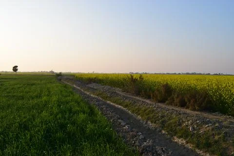 Crop Of Mustard 스톡 사진