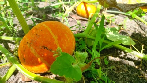 Crop of orange pumpkin close-up. Pumpkin for Halloween or Thanksgiving Stock Footage 247336883