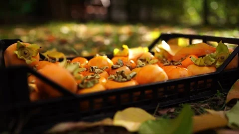 Crop of persimmons in a plastic box stands on the grass in the garden Stock Footage 268589002