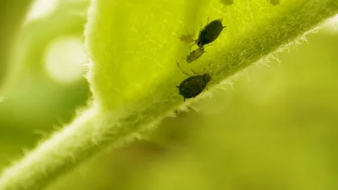 Crop Pest Control. Aphids Eat a Young Green Apple Leaf. Crop Protection in Stock Footage 130074026