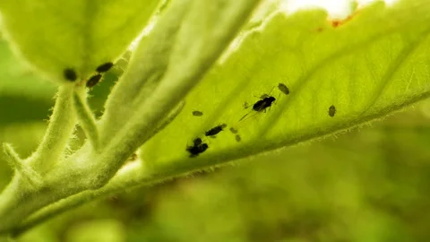 Crop Pest Control. Aphids Eat a Young Green Apple Leaf. Crop Protection in Stock Footage 130074880