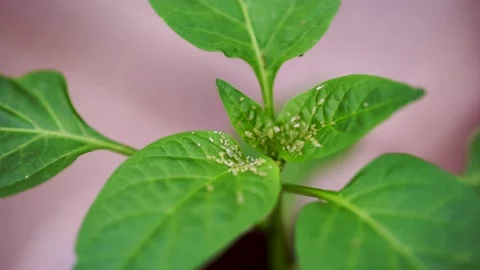 Crop Pest Control. Aphids Eat a Young Green Leaf. Crop Protection in Orchards Stock Footage 262989444