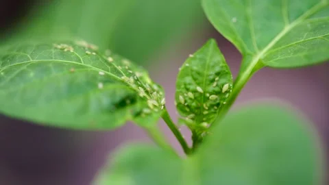 Crop Pest Control. Aphids Eat a Young Green Leaf. Crop Protection in Orchards 스톡 동영상 262989730