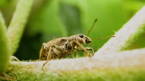 Crop Pest Control. Common Leaf Weevil insect pest. Crop Protection in Orchards Stock Footage 130270486