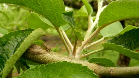 Crop Pest Control. Common Leaf Weevil insect pest. Crop Protection in Orchards Stock Footage 130272839