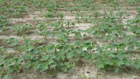 Crop Plants 스톡 동영상 340652388