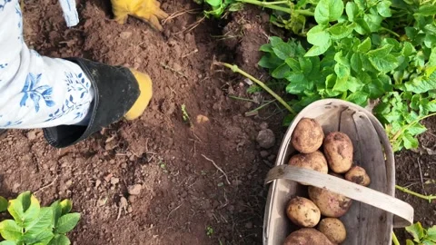 Crop of potatoes being pulled up from the soil by hand and placed in a trug. Video stock 346670508