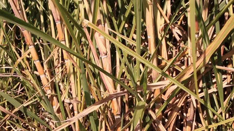 Crop ready for harvest 库存影片 39565293