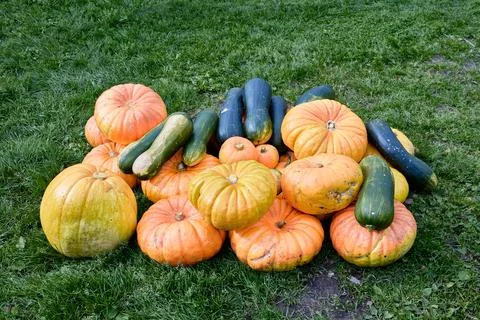 Crop of ripe pumpkins and assorted squash arranged on green grass, showing .. Stock Photos