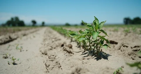 Crop rows in dirt field showing western barren soil heat Stock Footage 120620177