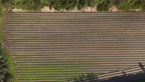 Crop Rows, Parallel Furrows, Green Shoots, Aerial Pattern Stock Footage 344915689