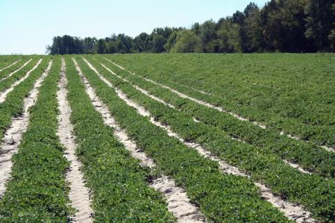 Crop rows Stock Photos