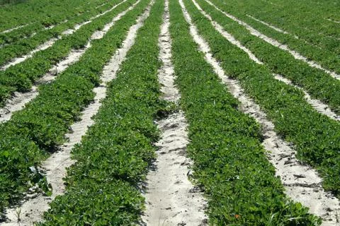 Crop rows Stock Photos