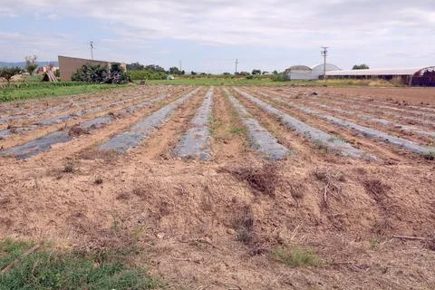 Crop rows with plastic in a field. Stock Photos