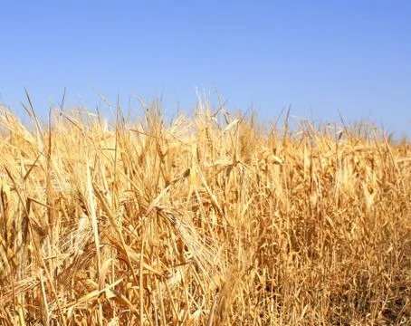 Crop of rye Stock Illustration