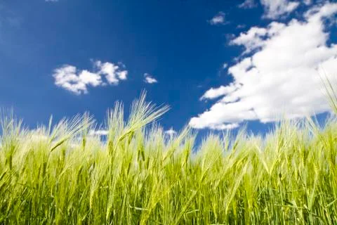 Crop of rye Stock Photos