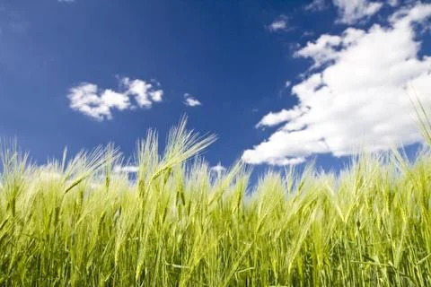 Crop of rye Stock Photos