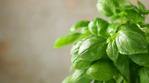 Crop shot of potted basil. Leaves with drops of water are swaying in the wind Stock Footage 135015255