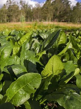 A crop of spinach in a vegetable plot in a farm near the town of Arcabuco, in Stock Photos