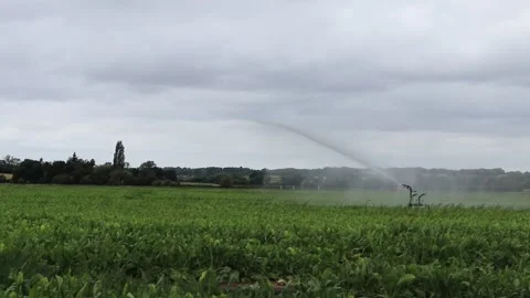 Crop spraying water machine in a field spraying water over growing vegetables Video stock 136750574