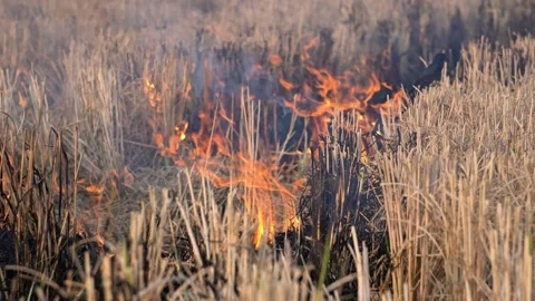 Crop Stubble Burning Fire in Harvested Agricultural Field Close Up Stockbeeldmateriaal 331076397