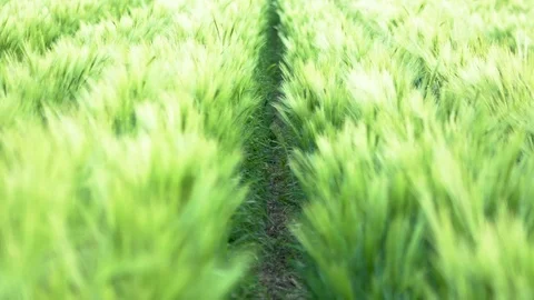 Crop tender barley Stock Footage 108690564