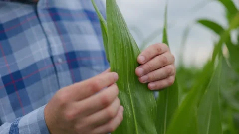 Crop unrecognizable farmer touching corn plant Stock Footage 249696757