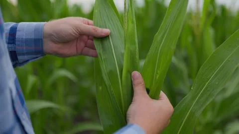 Crop unrecognizable farmer touching corn plant Stock Footage 250339860
