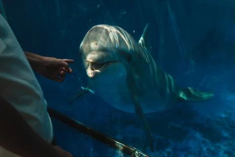 Crop unrecognizable man looking at dolphin Stock Photos
