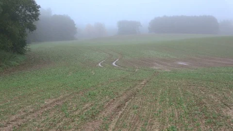Crop wet fields with tractor traces and autumn morning mist Stock Footage 82966337