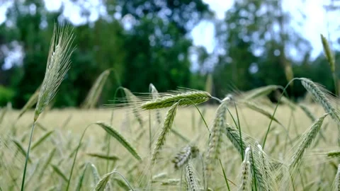 The crop of wheat cereals in the field Video stock 138258571