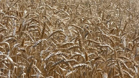 Crop of Wheat Harvest Stock Footage