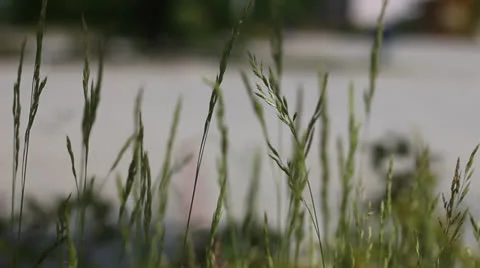 Crop in the wind g130017 Stock Footage 24511767