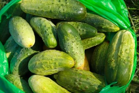 Crop of young cucumbers Stock Photos