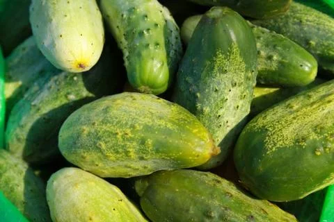 Crop of young cucumbers Stock Photos