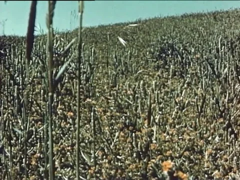 Cropduster laying down weed emergence herbicides over field - 1955 Stock Footage 119106243