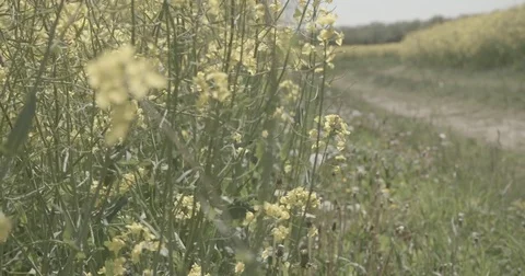 Cropfields in the summertime close Video stock 76109844