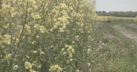 Cropfields in the summertime depth of field Video stock 76112199