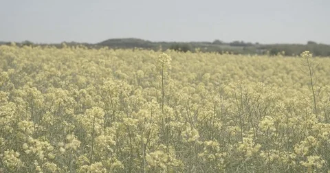 Cropfields in the summertime Video stock 76112429